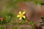 Coastal plain St. Johns wort